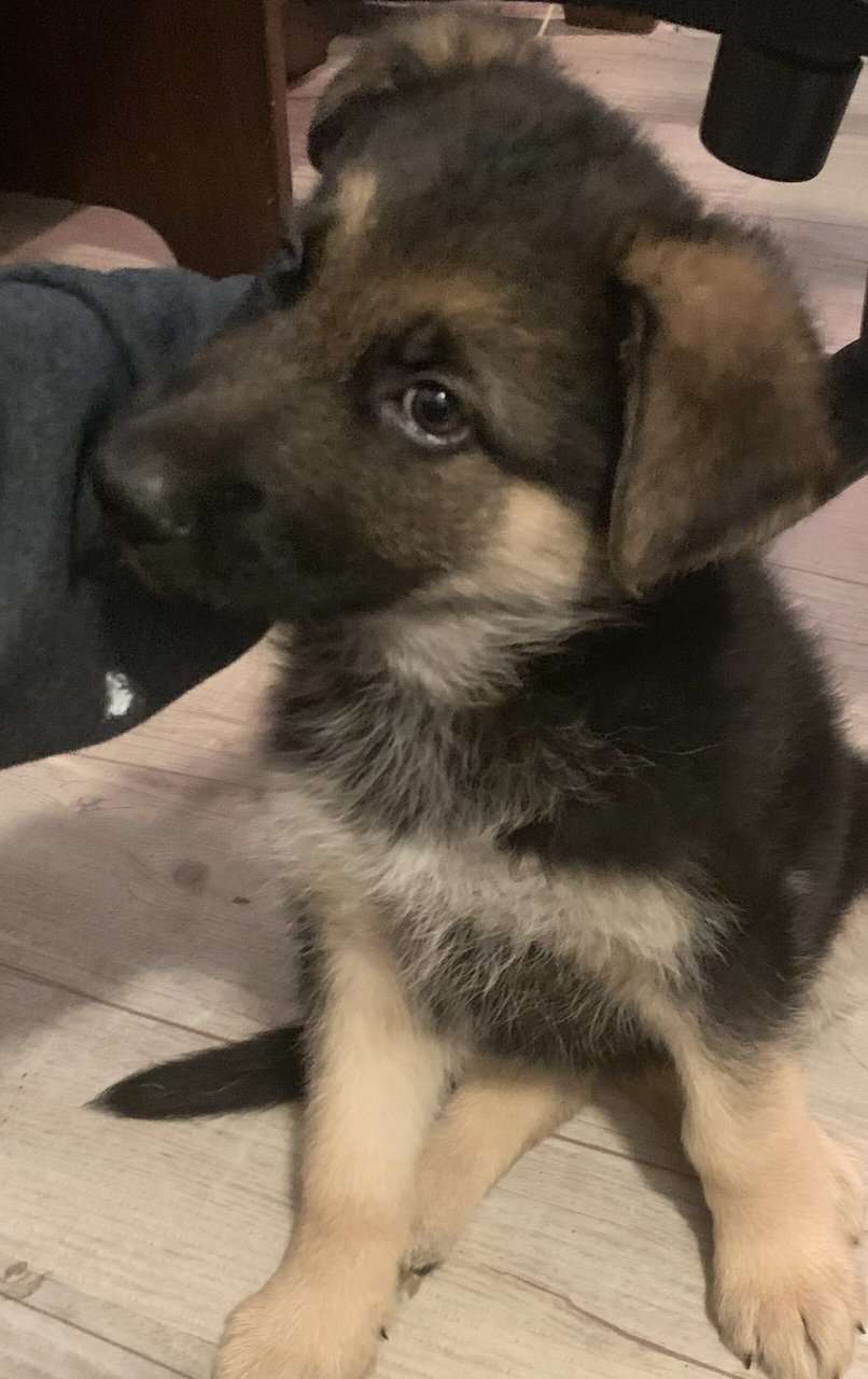 German Shepherd Puppy 