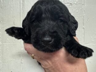 Labradoodles for Sale