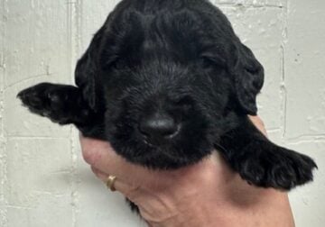 Labradoodles for Sale