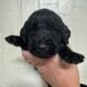 Labradoodles for Sale