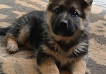 German shepherd puppy/ 8wks old/ female