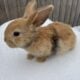 Holland lop mix