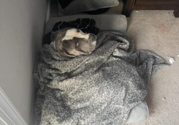 Blue Nose American Pitbull