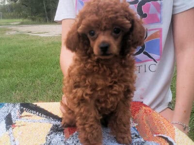 Red Poodle Puppy Female