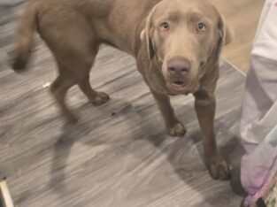 Millie a home