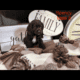 FULL BREED COCKER SPANIEL