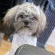 Liver Shih Apso’s