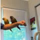 Conures to rehome
