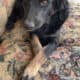 *URGENT* need of home!!!!!! pls help