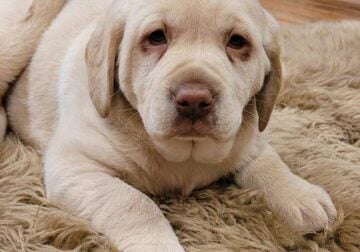 Prince puppy lab