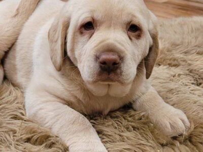 Prince puppy lab