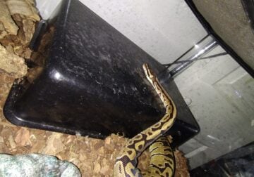 Ball python dessert ghost morph