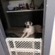 Great Dane 3 Yrs