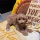 Mini Golden Doodles