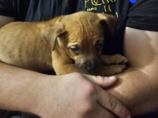 Pitbull bully mix
