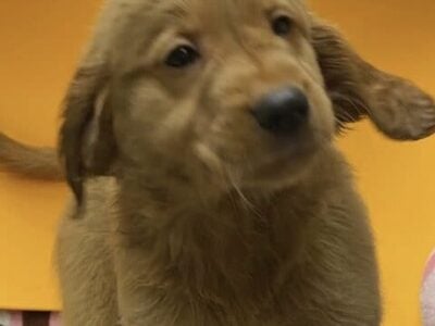 AKC Golden Retriever Pupps