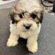 Teddy Bear Puppies! Shih Tzu & Bichone Frise MIx