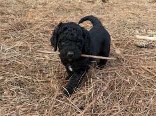 “Charlie” – Rare black goldendoodle male