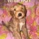 Puppies For Sale!