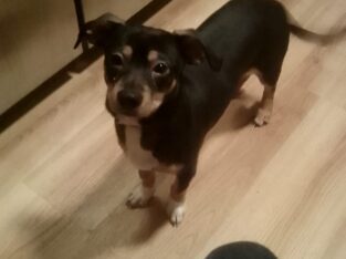 Chihuahua