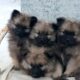 Beautiful Purebred Keeshond Puppies for Sale