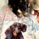 CKC Black & White Tri Dachshund SLASHER