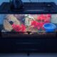 Female Ball Python, Accessories Included