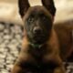7 Malinois Puppies for Sale