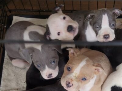 American bully Puppy’s for sale
