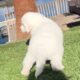Great pyranees puppies