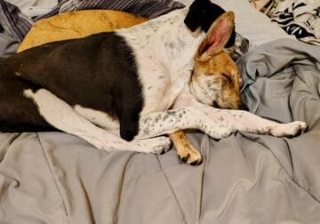 4 month old sweet lil girl pup and her brother