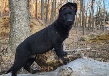 AKC WORKINGLINE GERMAN SHEPHERD PUP