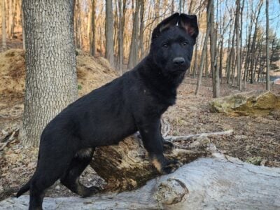 AKC WORKINGLINE GERMAN SHEPHERD PUP