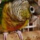 Yellow sided Conure