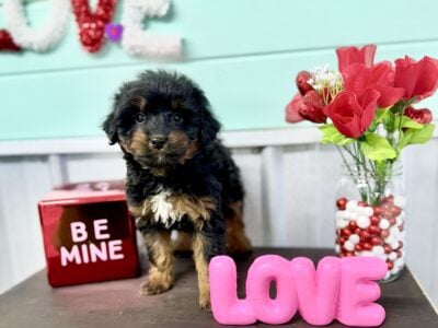 Mini Aussiedoodle