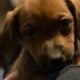 Puppies looking for homes