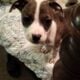 8 adorable puppies