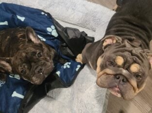 Who’s looking for a new Best Friend?