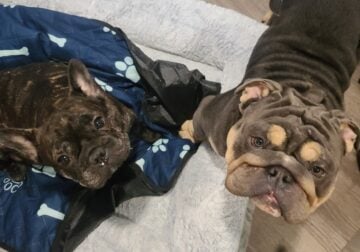 Who’s looking for a new Best Friend?