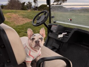 French Bulldog merle
