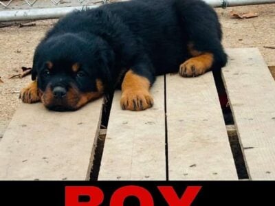 Rottweiler Puppies