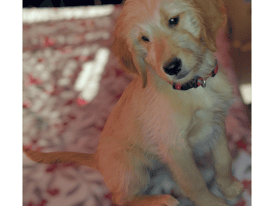 Golden retriever mixed with golden doodle puppies