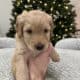 Golden Mountain Doodle Puppies for Sale! 🐶