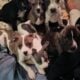 8 adorable puppies
