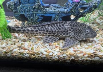 Pleco