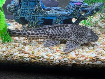 Pleco