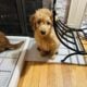 Mini Goldendoodle Puppies