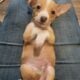 Chiweenies puppies