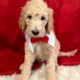 Golden doodle puppies