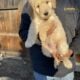 Golden Doodle puppies